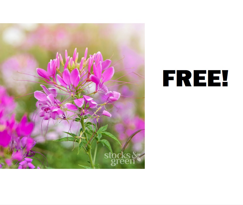 1_Cleome_Rose_Queen_Seeds