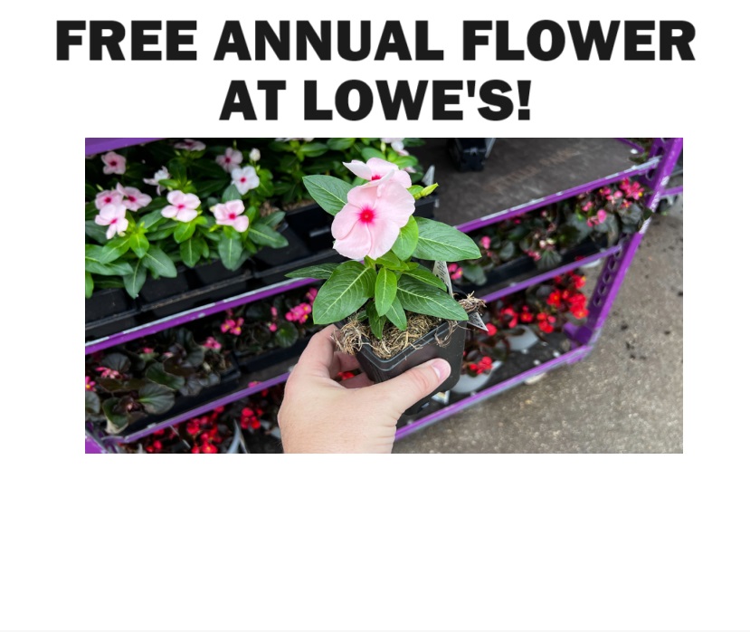 Image FREE Annual Flower at Lowe's!