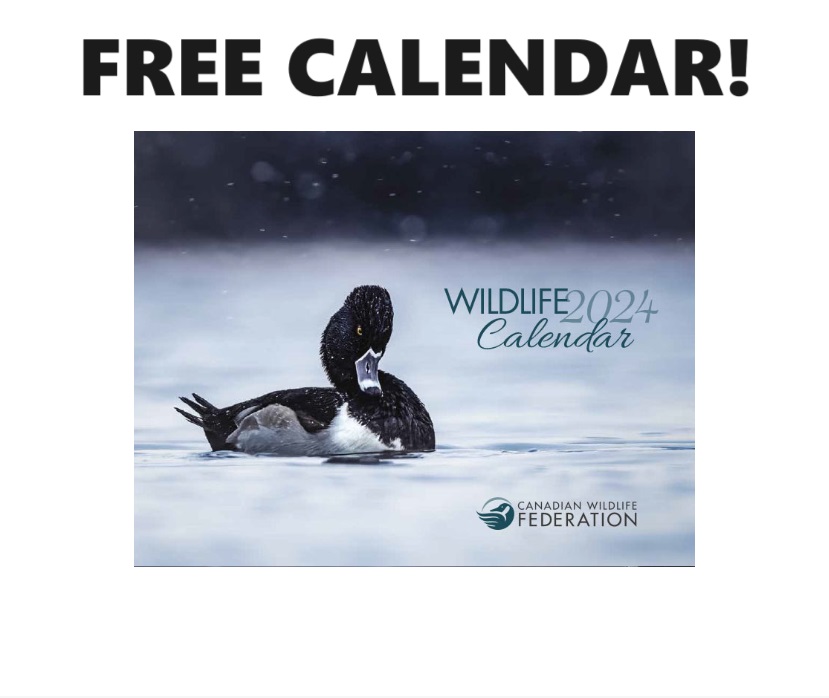1_Calendar_Wildlife_2024