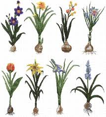 Image FREE Flower Bulbs