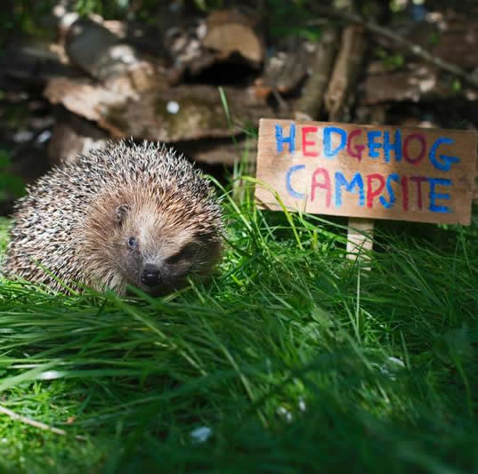 Image FREE RSPB Wildlife Pack