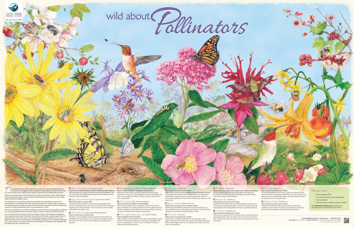 Image FREE WildLife Poster