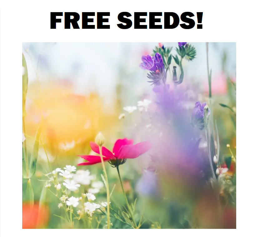 Image FREE Wildflower Seeds Pack 