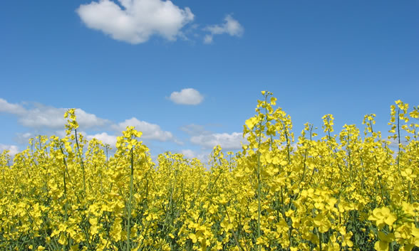 Image FREE Posters, Magazines, Recipe Books from Canola Oil of Canada